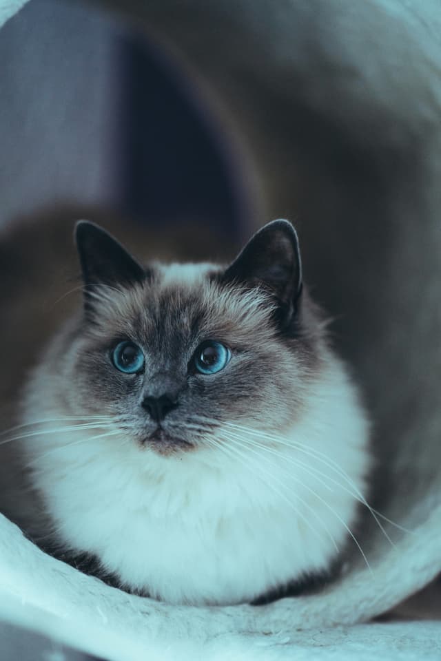 Birman