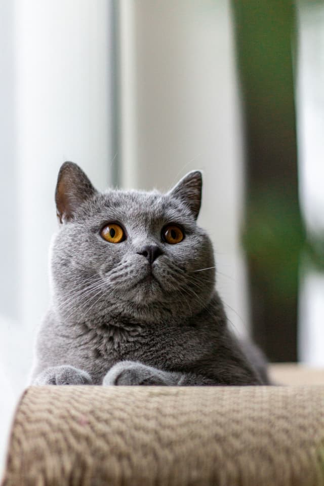 British Shorthair