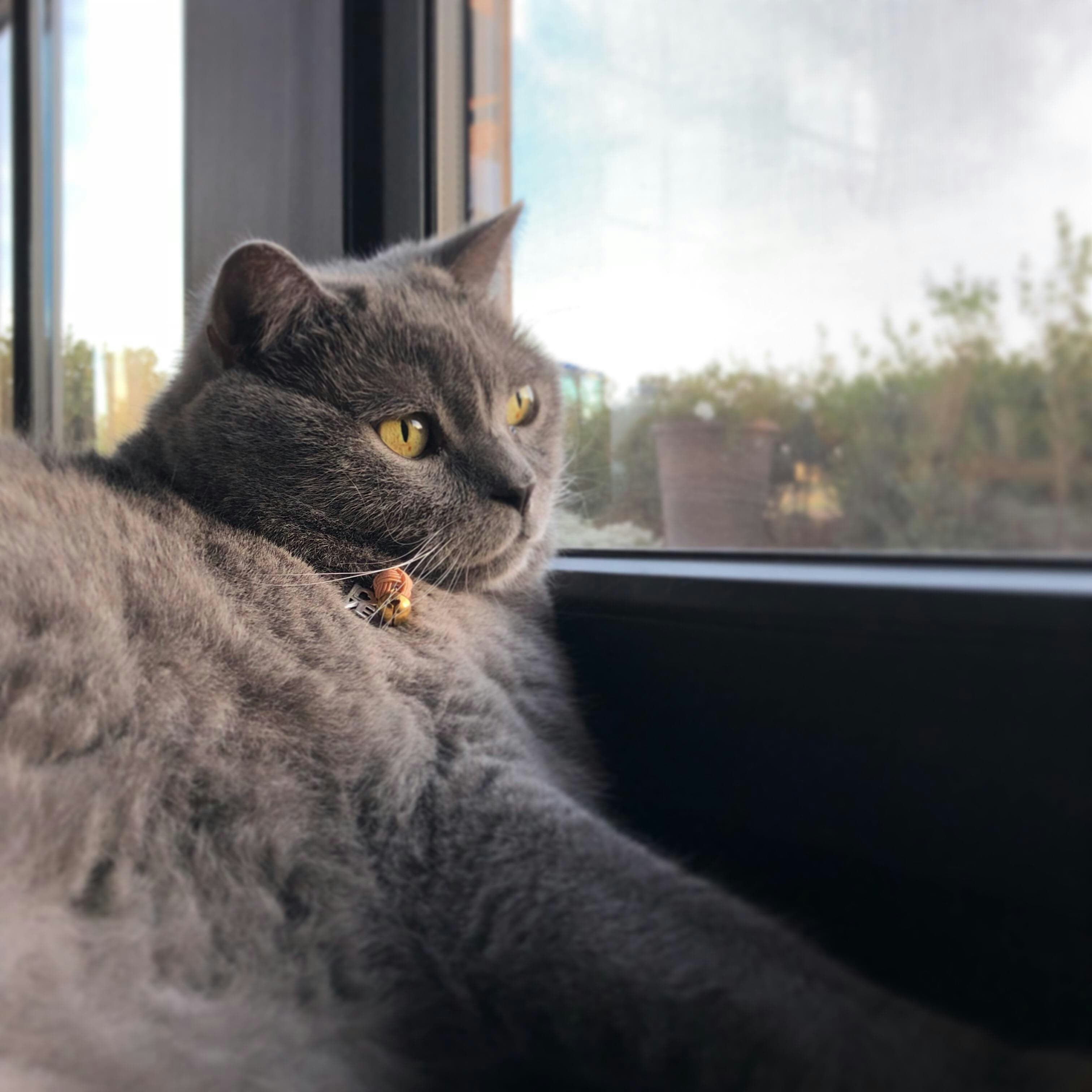 Chartreux